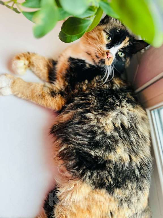 Кошки в Новосибирске: Кошка трехцветная в хорошие руки! Девочка, 5 руб. - фото 2