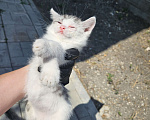 Кошки в других городах Краснодарского края: Кошека в добрые ручки Девочка, Бесплатно - фото 1