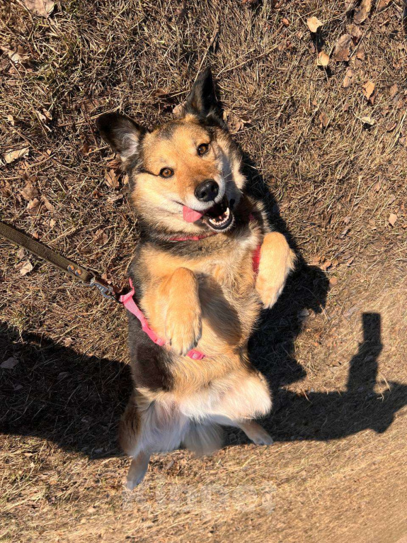 Собаки в Москве: Девушка которая любит! Девочка, Бесплатно - фото 4