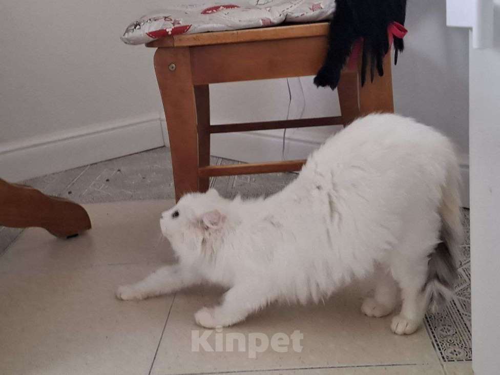 Кошки в Москве: Кошечка Эльза в добрые руки Девочка, Бесплатно - фото 4