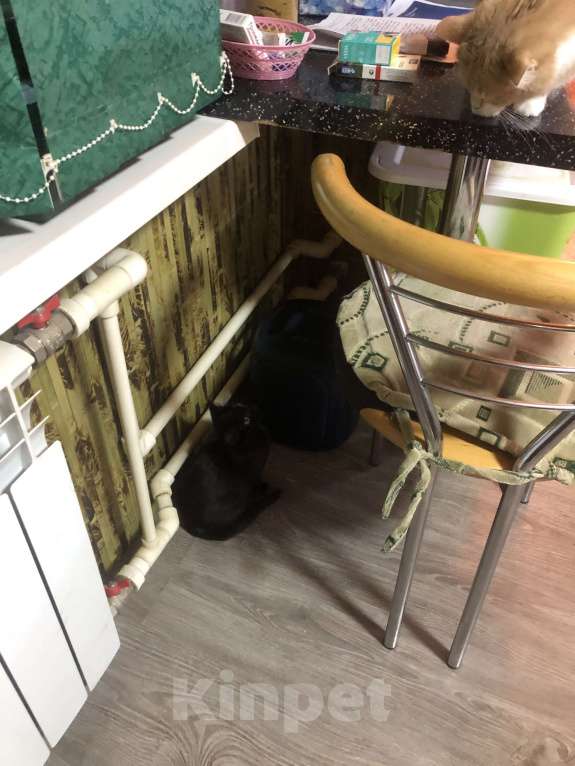 Кошки в Москве: Приютили котёнка- ухоженную черную девочку. Девочка, 50 руб. - фото 1