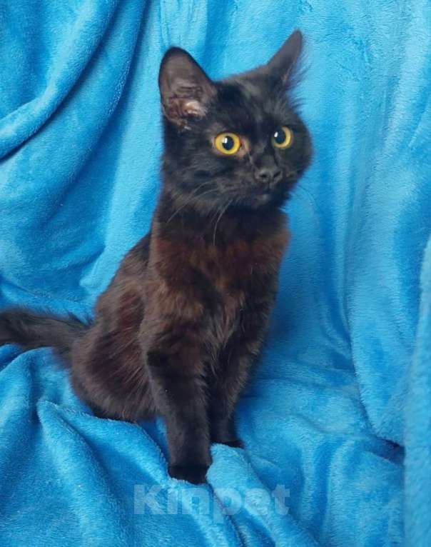 Кошки в Москве: Очаровательные котята (10 мес.) ищут дом Девочка, Бесплатно - фото 8