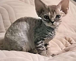 Кошки в Владимире: Кошечка Девон-Рекс Девочка, 55 000 руб. - фото 2