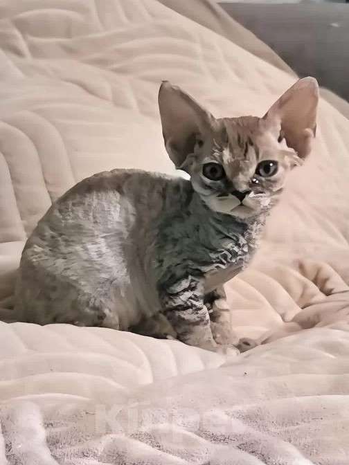 Кошки в Владимире: Кошечка Девон-Рекс Девочка, 55 000 руб. - фото 2