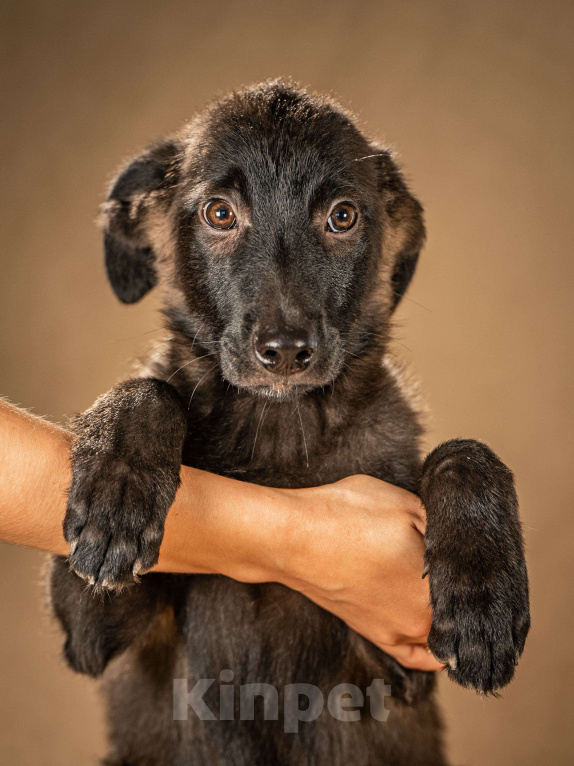 Собаки в Клине: Нэйт — нежный и чуткий мальчик Мальчик, Бесплатно - фото 5