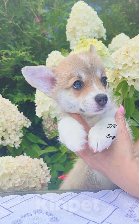 Собаки в Москве: Красавица малышка коржик Девочка, 65 000 руб. - фото 5