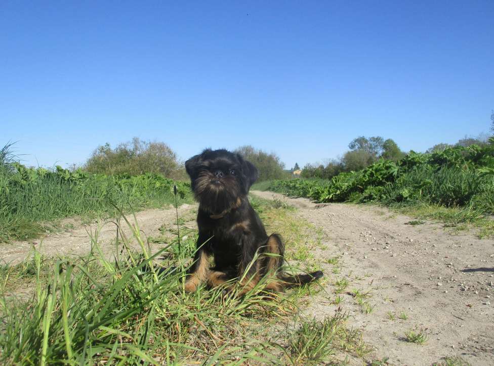 Собаки в Пскове: Щенок бельгийского гриффона Мальчик, 50 000 руб. - фото 1