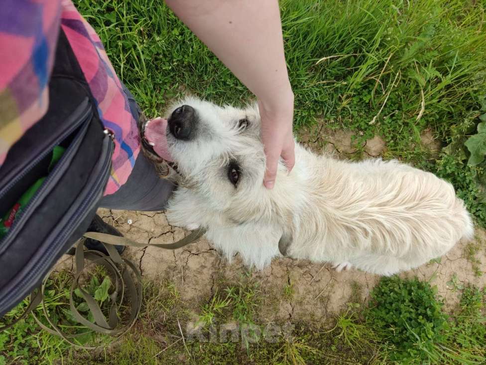 Собаки в Москве: В добрые руки Мальчик, Бесплатно - фото 5