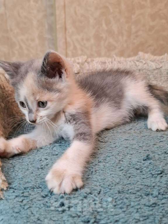 Кошки в Москве: Котёнок с ромбиком на носу в добрые руки  Девочка, Бесплатно - фото 5