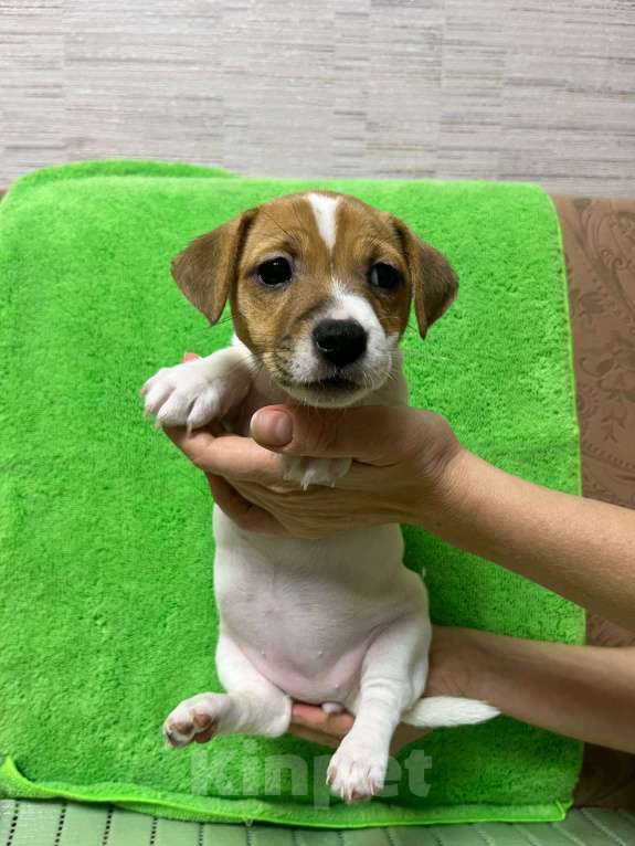 Собаки в других городах Крыма: Продам щенят Джек-Рассел-Терьер Девочка, 10 000 руб. - фото 3