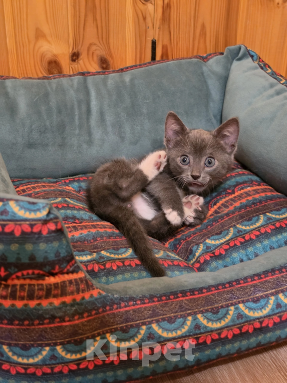 Кошки в Павловском Посаде: Котенок Мальчик, Бесплатно - фото 1
