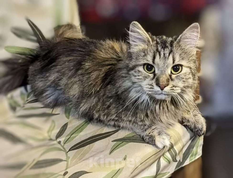 Кошки в Москве: Отдаем кошечку Бэмби в добрые руки. Девочка, Бесплатно - фото 2