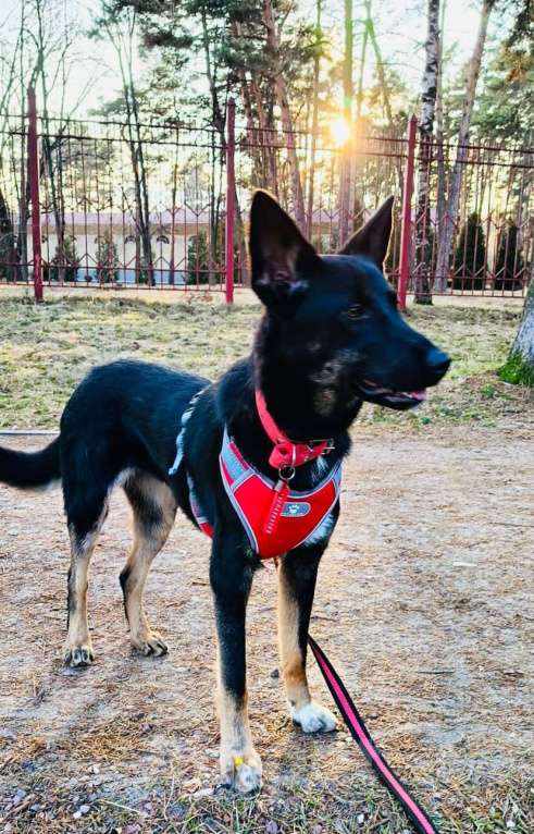 Собаки в Москве: Дейзи Мальчик, Бесплатно - фото 2