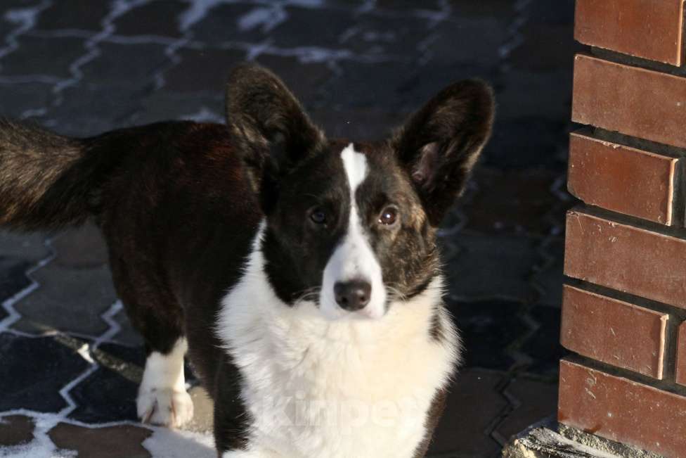 Собаки в Москве: Вельш корги кардиган Девочка, 25 000 руб. - фото 5