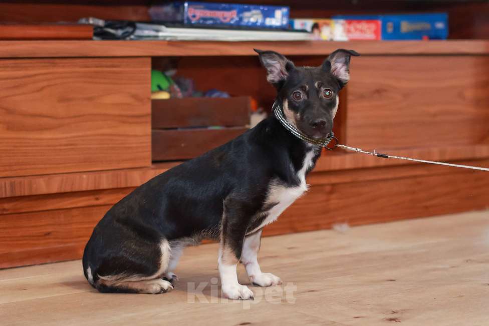 Собаки в Москве: Она смотрит на этот мир с высоты своих коротких лапок, но душа у неё большая и открытая Девочка, Бесплатно - фото 6