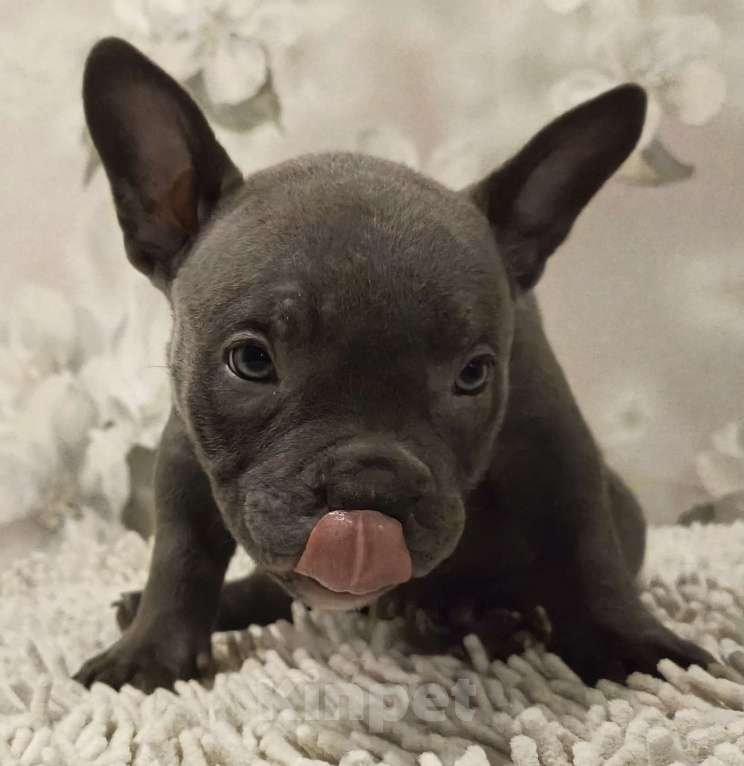 Собаки в Новосибирске: щенки американского булли Разнополые, Бесплатно - фото 9