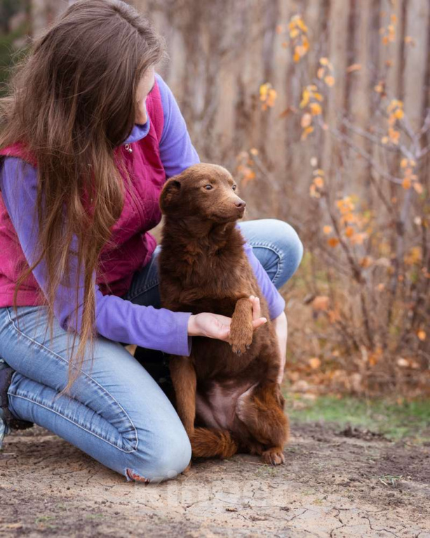 Собаки в Москве: Маленькая собачка ищет дом Девочка, Бесплатно - фото 2
