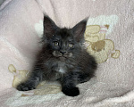 Кошки в Дмитрове: Черная дымчатая девочка мейн кун Yanessa Девочка, 30 000 руб. - фото 2
