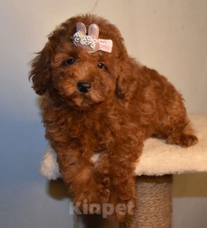 Собаки в Москве: Той-пудель , денвочка, Валькирия, РКФ, Рэд браун Девочка, 150 000 руб. - фото 7