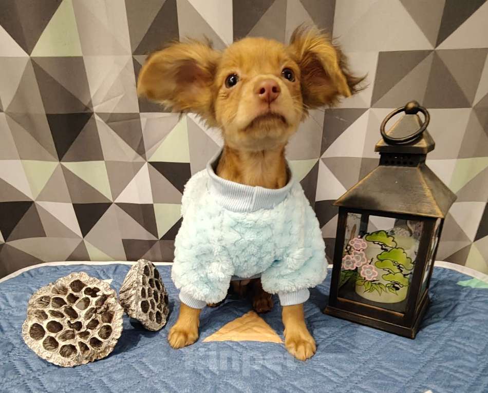 Собаки в Тюмени: Мальчик Тойчик🥰 Мальчик, 40 000 руб. - фото 3