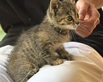 Кошки в Москве: Это Тинька! Вес — котлетка, характер — ракетка! Девочка, Бесплатно - фото 1
