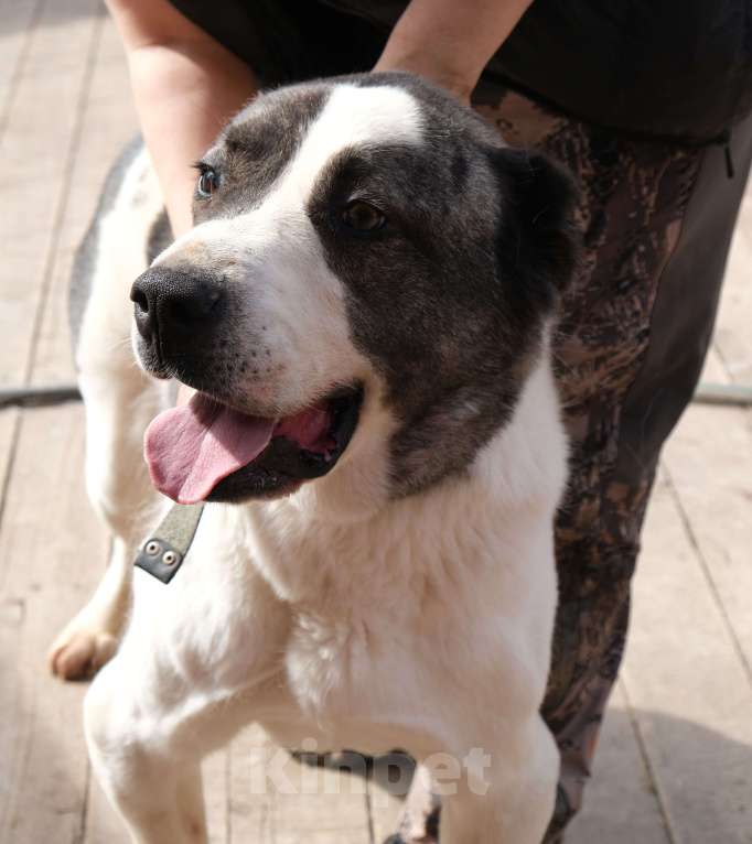 Собаки в Москве: Алабай, у которого мало шансов Мальчик, Бесплатно - фото 2