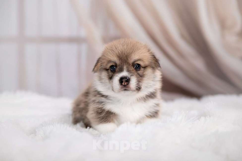 Собаки в Кирове: Вельш корги пемброк Мальчик, 80 000 руб. - фото 2