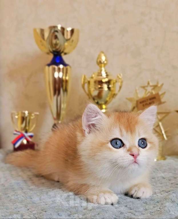 Кошки в Хабаровске: Британская девочка ny 12 золотая шиншилла Девочка, 50 000 руб. - фото 3