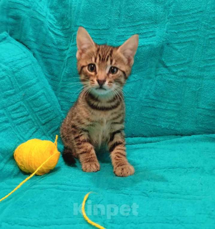 Кошки в Санкт-Петербурге: Маленькие красивые котята ищут дом Мальчик, Бесплатно - фото 8