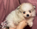Собаки в Москве: Померанский шпиц мальчик  Мальчик, 22 000 руб. - фото 2