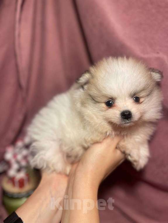 Собаки в Москве: Померанский шпиц мальчик  Мальчик, 22 000 руб. - фото 2