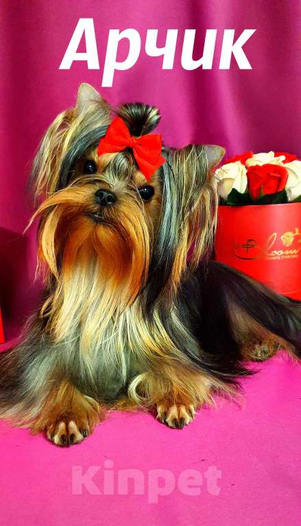 Собаки в Москве: МАЛЬЧИКИ-КРАСАВЧИКИ РКФ Мальчик, Бесплатно - фото 6