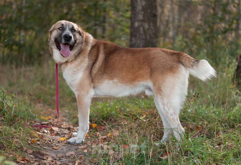 Собаки в Ногинске: Шафран - мощь, стать, благородство и доброта Мальчик, Бесплатно - фото 4