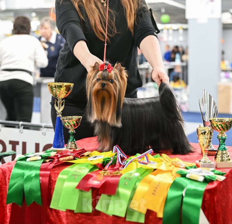 Собаки в Москве: Йорк мальчик. Мальчик, 28 000 руб. - фото 5