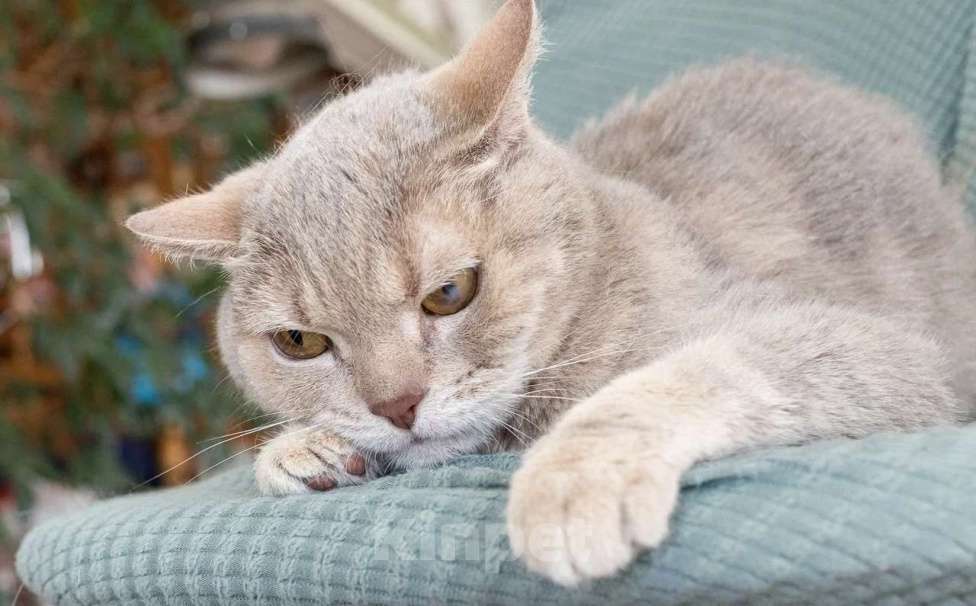 Кошки в Москве: Британский котик Веня ищет дом, в добрые руки  Мальчик, Бесплатно - фото 2