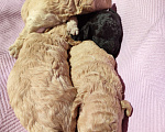 Собаки в Новомосковске: Щенки той /миниатюрный пудель Мальчик, 45 000 руб. - фото 5