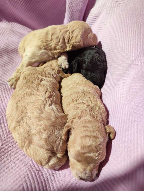 Собаки в Новомосковске: Щенки той /миниатюрный пудель Мальчик, 45 000 руб. - фото 5