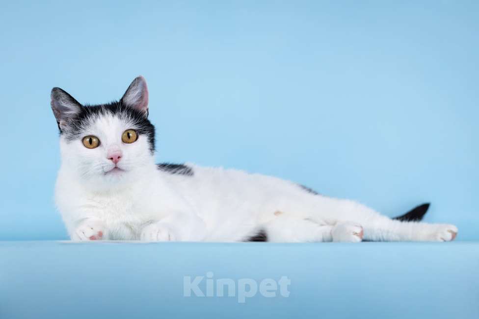 Кошки в Москве: Очаровательная кошечка Лягушонка ищет дом. Девочка, Бесплатно - фото 3