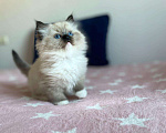 Кошки в Московском: котята рэгдолл Мальчик, 75 000 руб. - фото 4