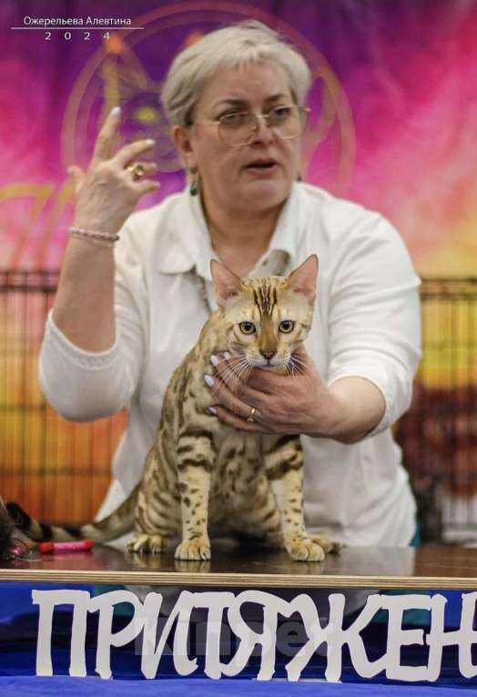 Кошки в Самаре: Бенгальский кот  Мальчик, 50 000 руб. - фото 6