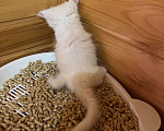 Кошки в Москве: Белый котенок девочка Девочка, Бесплатно - фото 2