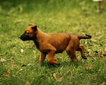 Собаки в Москве: Прекрасные щенки, девочки Малинуа (Бельгийские овчарки) Девочка, 120 000 руб. - фото 2