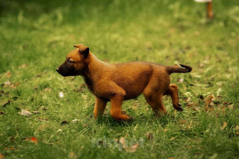 Собаки в Москве: Прекрасные щенки, девочки Малинуа (Бельгийские овчарки) Девочка, 120 000 руб. - фото 2