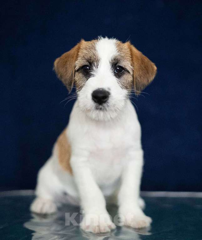 Собаки в Нижнем Новгороде: Щенок джек рассела Мальчик, Бесплатно - фото 1