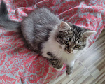 Кошки в Старом Купавне: Котенок в добрые руки Девочка, Бесплатно - фото 1