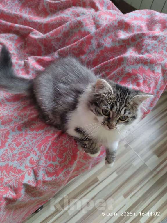 Кошки в Старом Купавне: Котенок в добрые руки Девочка, Бесплатно - фото 1
