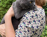 Кошки в Москве: Ваш домашний ангел-хранитель! Милая, уютная кошечка Маша в добрые руки Девочка, Бесплатно - фото 5