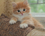 Кошки в Ливны: Сибирские котята, 8 000 руб. - фото 2