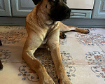 Собаки в Одинцово: Ищет дом метис бурбуля Девочка, Бесплатно - фото 3