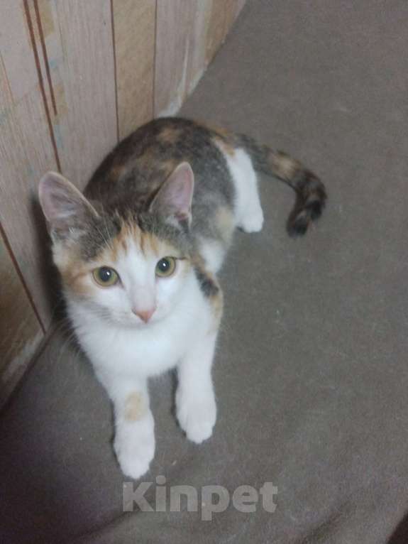 Кошки в Омске: Муся Девочка, 60 руб. - фото 1